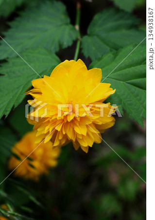 八重山吹の花 134938167