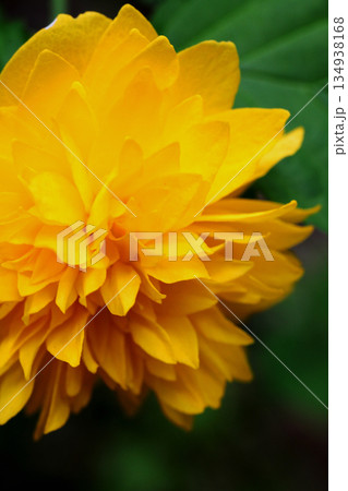 八重山吹の花 134938168