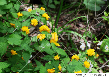 八重山吹の花 134938171