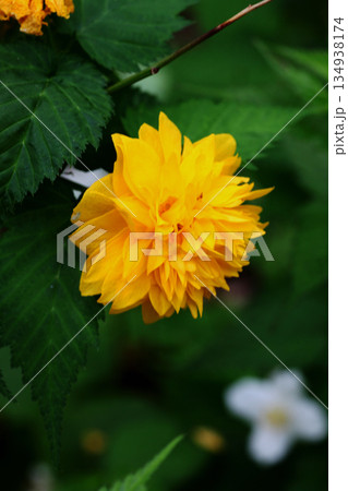八重山吹の花 八重山吹の花 134938174