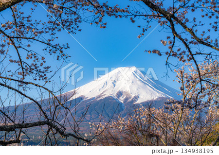 【春素材】新倉山浅間公園から見る富士山と桜【山梨県】 134938195