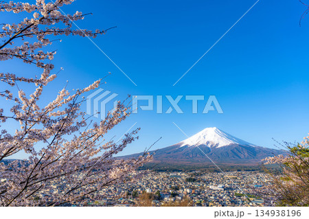 【春素材】新倉山浅間公園から見る富士山と桜【山梨県】 【春素材】新倉山浅間公園から見る富士山と桜【山梨県】 134938196