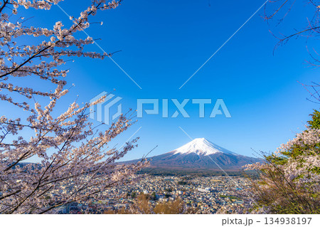 【春素材】新倉山浅間公園から見る富士山と桜【山梨県】 134938197