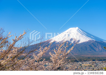 【春素材】新倉山浅間公園から見る富士山と桜【山梨県】 134938198