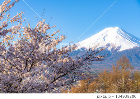 【春素材】新倉山浅間公園から見る富士山と桜【山梨県】 【春素材】新倉山浅間公園から見る富士山と桜【山梨県】 134938200