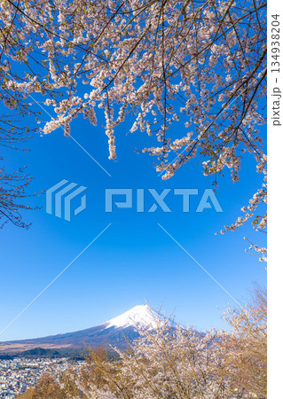 【春素材】新倉山浅間公園から見る富士山と桜【山梨県】 【春素材】新倉山浅間公園から見る富士山と桜【山梨県】 134938204