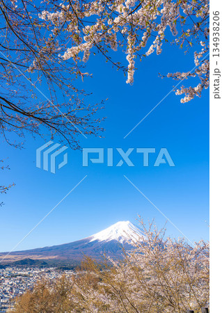 【春素材】新倉山浅間公園から見る富士山と桜【山梨県】 134938206