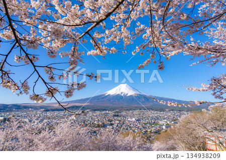 【春素材】新倉山浅間公園から見る富士山と桜【山梨県】 134938209