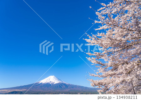 【春素材】新倉山浅間公園から見る富士山と桜【山梨県】 134938211