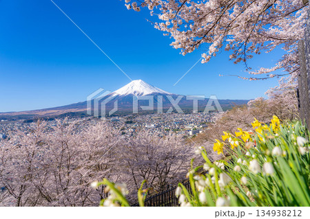 【春素材】新倉山浅間公園から見る富士山と桜【山梨県】 134938212