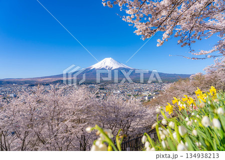 【春素材】新倉山浅間公園から見る富士山と桜【山梨県】 134938213
