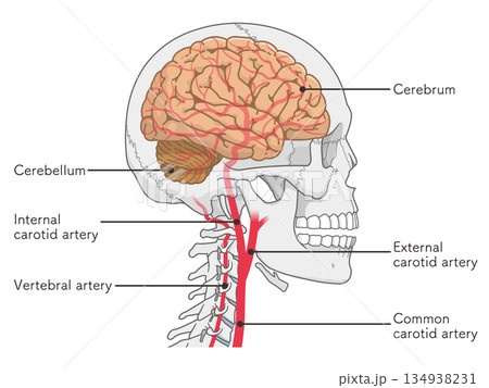 脳の動脈のイラスト、Arteries of the brain、illustration 134938231