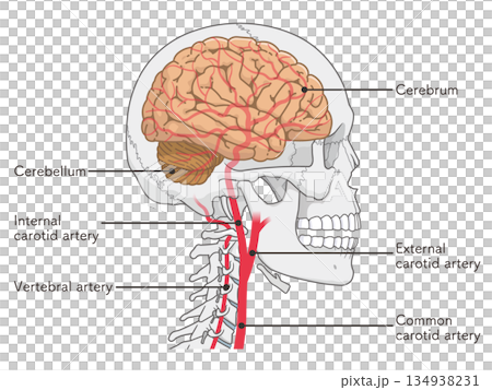 脳の動脈のイラスト、Arteries of the brain、illustration 134938231