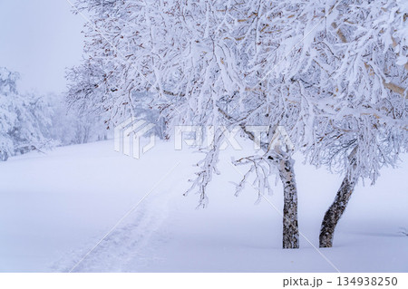【冬素材】白銀の霧氷の風景【長野県】 134938250