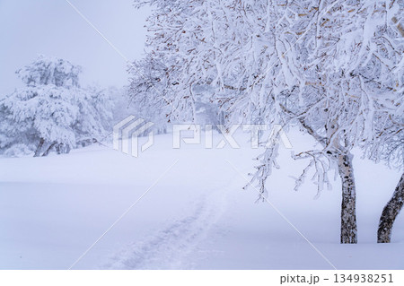 【冬素材】白銀の霧氷の風景【長野県】 134938251
