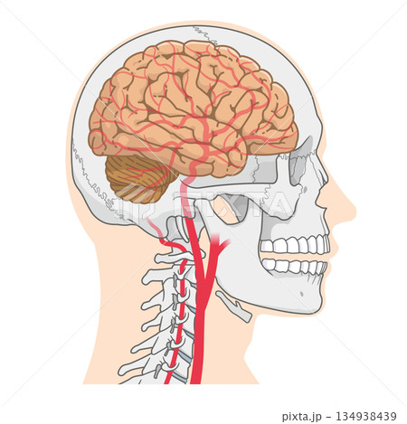 脳の動脈のイラスト、Arteries of the brain、illustration 134938439
