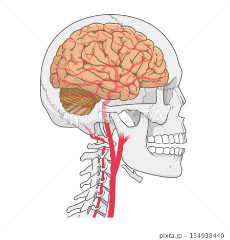 脳の動脈のイラスト、Arteries of the brain、illustration 脳の動脈のイラスト、Arteries of the brain、illustration 134938440