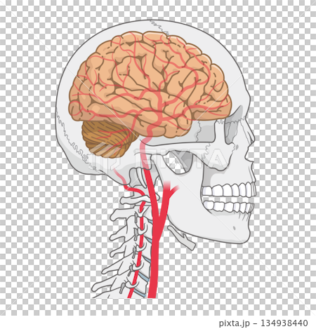 脳の動脈のイラスト、Arteries of the brain、illustration 脳の動脈のイラスト、Arteries of the brain、illustration 134938440