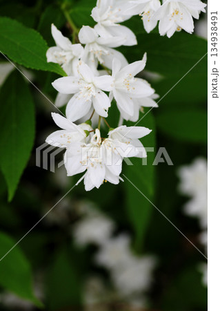 ヒメウツギの花 134938491