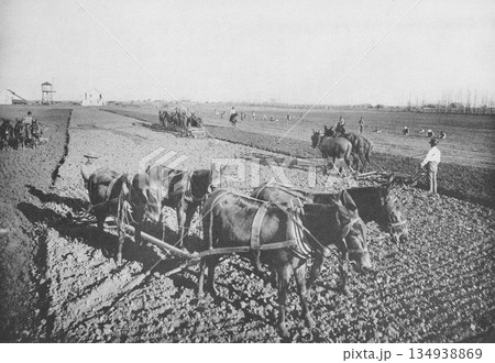 古写真 1916年 米国南部 トラクター普及以前のラバによる大規模耕作の風景 古写真 1916年 米国南部 トラクター普及以前のラバによる大規模耕作の風景 134938869