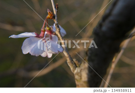 夕暮れ時の東京都立桜が丘公園に咲く桜の花の花弁と萼片、萼筒の写真 134938911