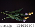 黒背景のチューリップ｜光を宿すチューリップ 134939104