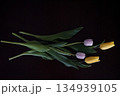 黄色いチューリップ｜光を宿すチューリップ 134939105