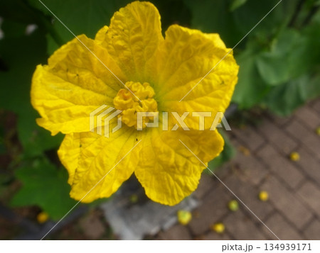 ヘチマの花 ヘチマの花 134939171