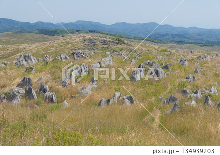 2025年春の枯れ草が残る秋吉台　地獄台の眺め 134939203