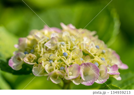 紫陽花の頃 紫陽花の頃 134939213