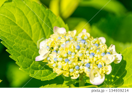 紫陽花の頃 紫陽花の頃 134939214