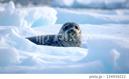 流氷の海から顔を出すアザラシ3 流氷の海から顔を出すアザラシ3 134939222