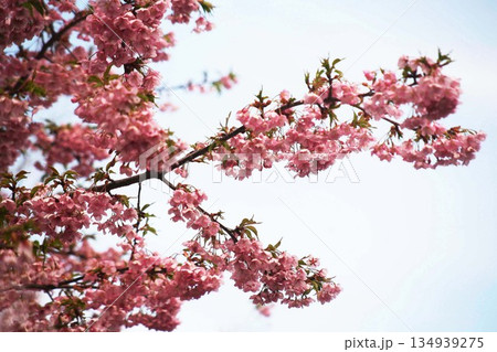 満開の河津桜 満開の河津桜 134939275