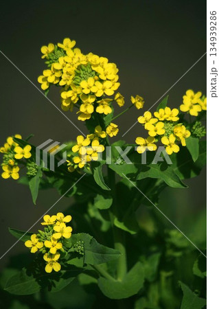 早春から咲き始めた菜の花 早春から咲き始めた菜の花 134939286