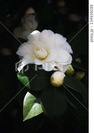 椿 白くて大輪の花 椿 白くて大輪の花 134939288