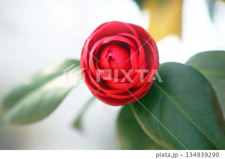 椿　開き始めた濃赤色の花 134939290