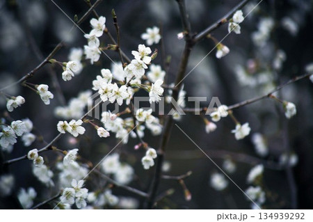 木陰で咲く小輪の桜 134939292