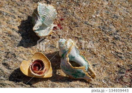 Seashells on a stone background. Seashells on a stone background. 134939443