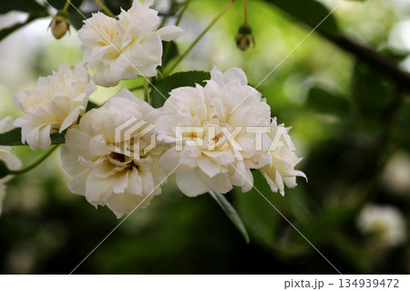 モッコウバラ 134939472