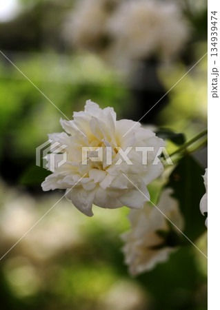 モッコウバラ モッコウバラ 134939474