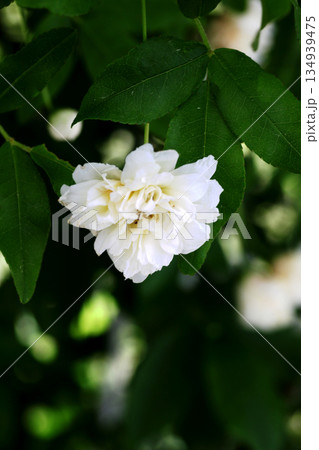 モッコウバラ モッコウバラ 134939475