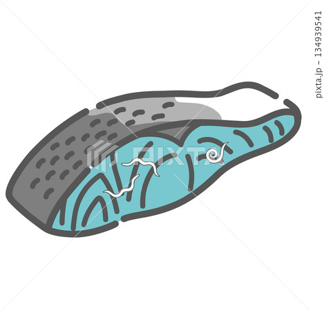 魚の切り身に寄生するアニサキスのイラスト 134939541
