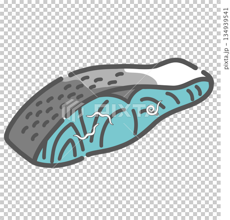 魚の切り身に寄生するアニサキスのイラスト 134939541
