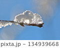 芽吹いた桃の枝に雪解けの雪 134939668