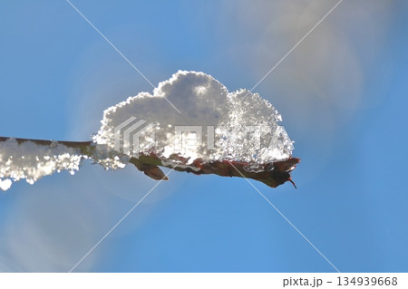 芽吹いた桃の枝に雪解けの雪 芽吹いた桃の枝に雪解けの雪 134939668