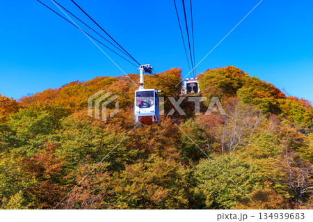 栃木県　日光市　明智平の紅葉 134939683
