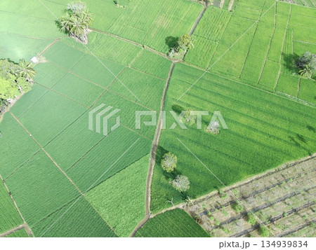 fertile and green rice fields in the afternoon 134939834
