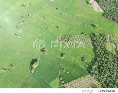 fertile and green rice fields in the afternoon 134939836