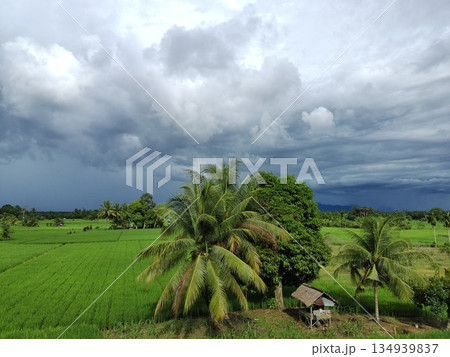 fertile and green rice fields in the afternoon 134939837