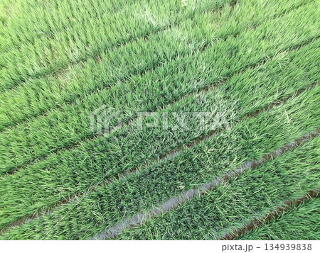 fertile and green rice fields in the afternoon fertile and green rice fields in the afternoon 134939838